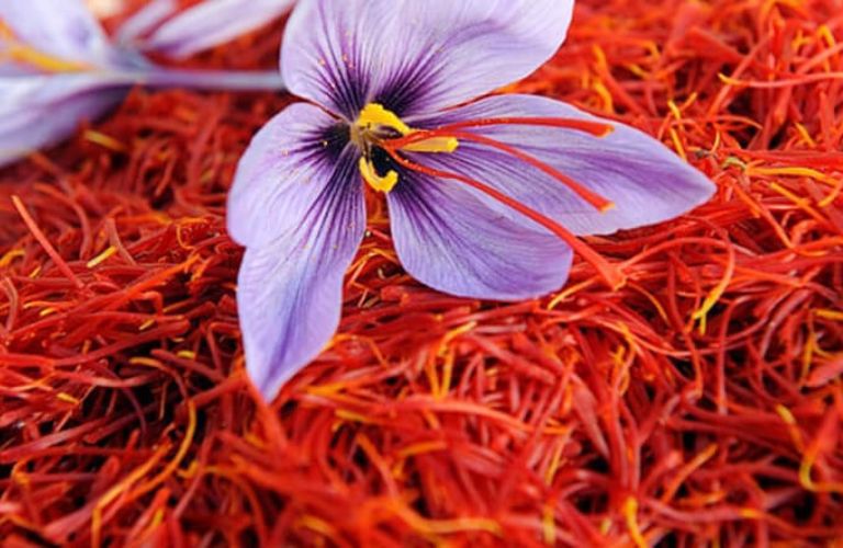 Nhụy Hoa Nghệ Tây Saffron: Công Dụng, Cách Dùng & Giá Bán - Sở Y tế tỉnh  Thái Nguyên