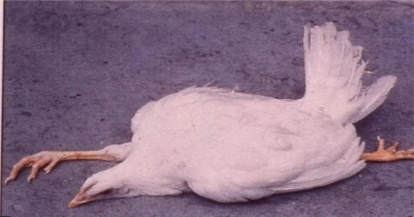 Triệu chứng, điều trị và phòng ngừa bệnh Marek ở gà | Tạp chí Dân tộc và Phát triển