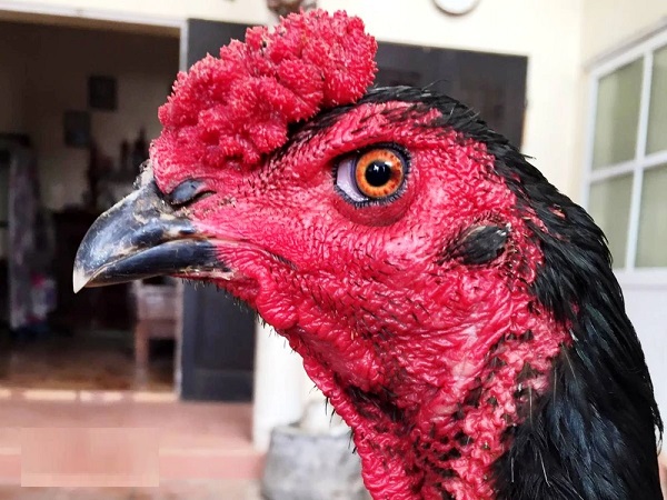 Mắt gà chọi lì kiểu mắt lửa