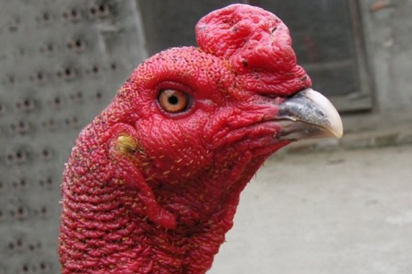 Cách nhận biết mắt gà chọi lì đòn