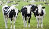 Tại sao New Zealand là xứ sở của những nàng bò sữa?