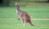 Tìm hiểu về nước đất nước Kangaroo (Úc)